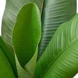 FEJKA Artificial potted plant, in/outdoor Banana tree, 12 cm