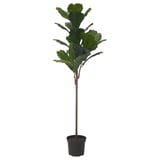 FEJKA Artificial potted plant, in/outdoor fiddle-leaf fig, 19 cm