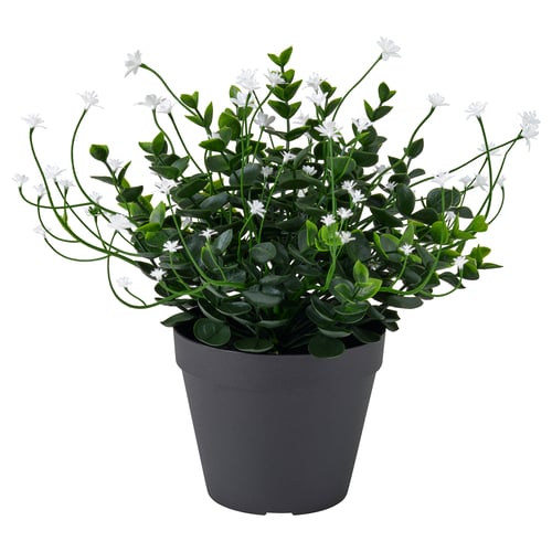 FEJKA Artificial potted plant, in/outdoor/flowering white, 12 cm
