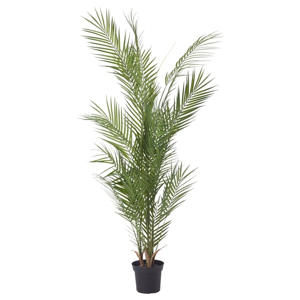 FEJKA Artificial potted plant, in/outdoor/Kentia palm, 15 cm
