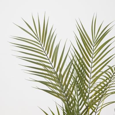 FEJKA Artificial potted plant, in/outdoor/Kentia palm, 15 cm