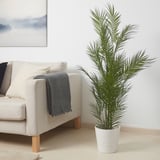 FEJKA Artificial potted plant, in/outdoor/Kentia palm, 15 cm