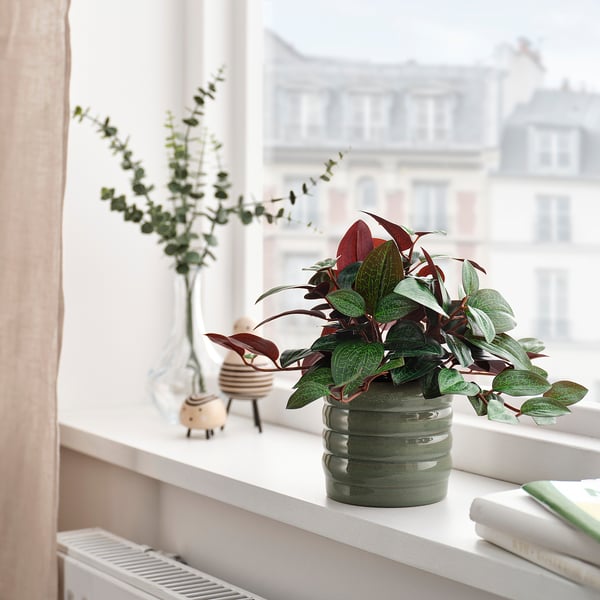 HASSELBUKETT Plant pot, in/outdoor/green, 9 cm
