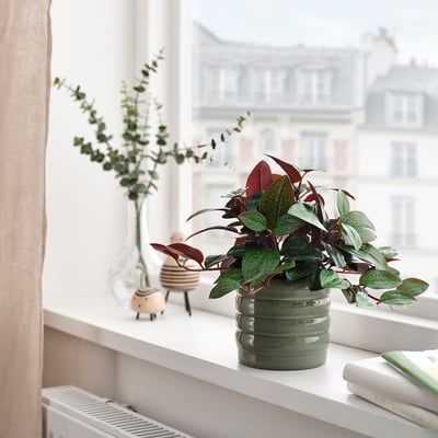 HASSELBUKETT Plant pot, in/outdoor/green, 9 cm