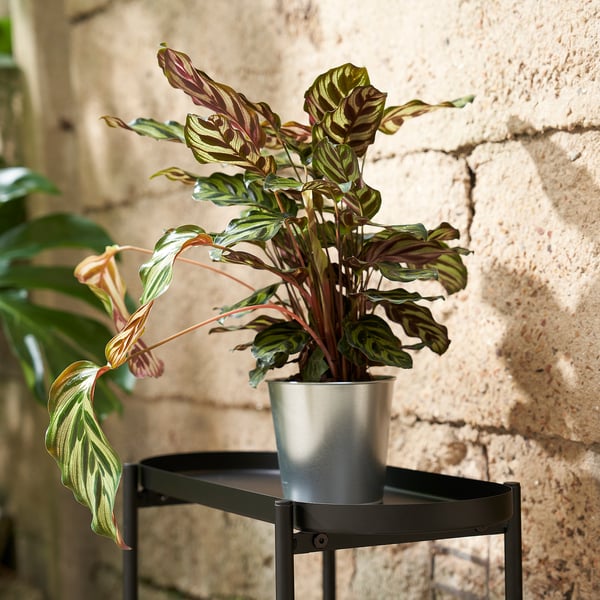 Potted plant on metal stand, green-brown leaves, stone wall background.