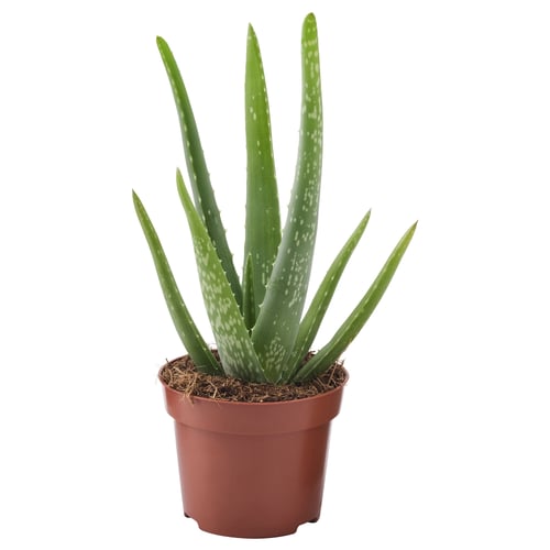 Potted ALOE VERA with green spikes.