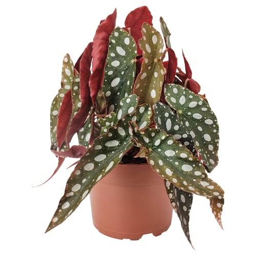 Vibrant BEGONIA MACULATA in red and green with white spots, potted in brown plastic, showcasing unique leaf design.