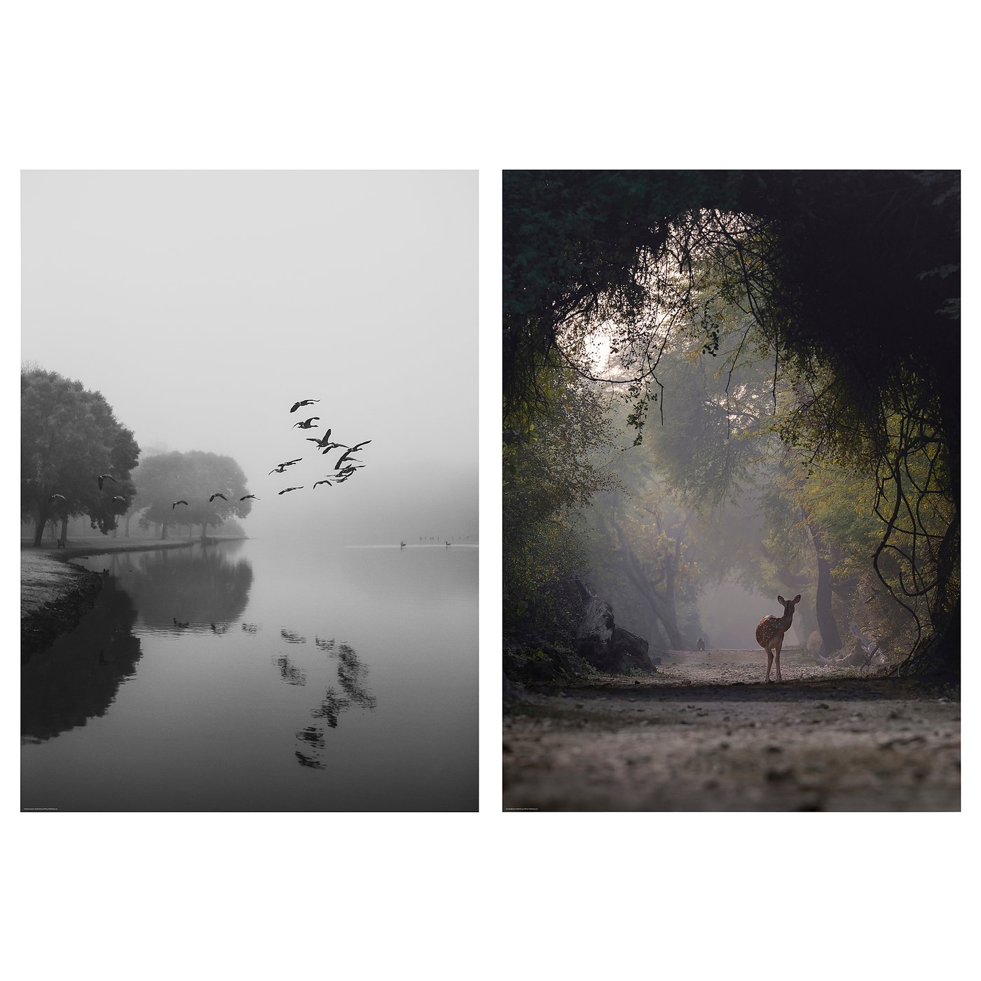 Two serene nature scenes: geese flying over calm lake at dawn, and deer standing in foggy forest.