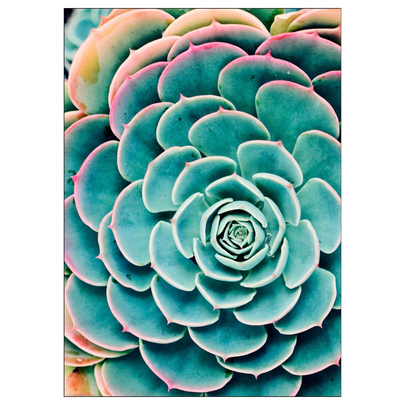 Blue-green succulent plant with vibrant, detailed leaves.