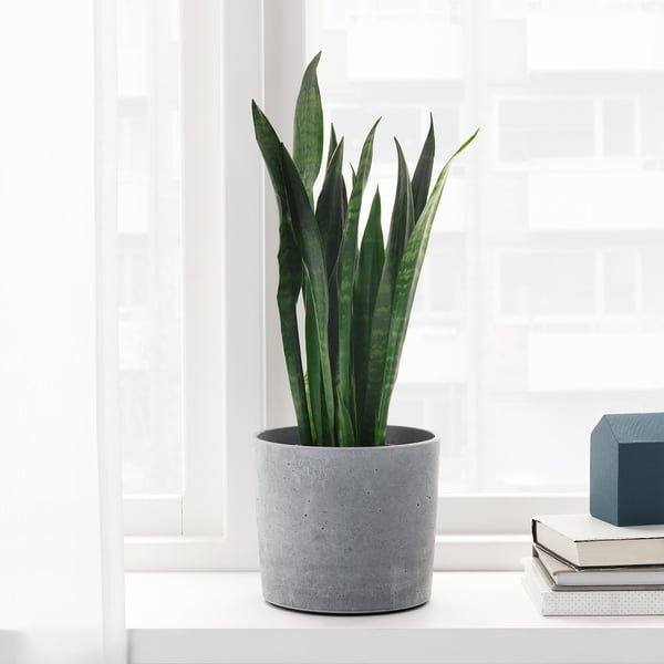 Grey snake plant, books on sill. Or, snake plant, books on sill. Both options are under 150 characters and convey the main elements of.