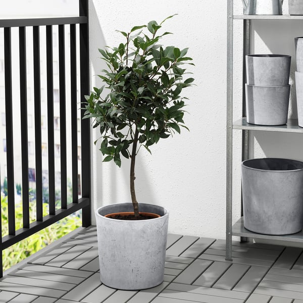 Potted tree on grey deck near railing.