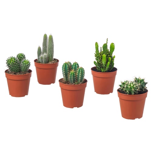 Five potted cacti in terracotta pots arranged in a line, each with unique shapes and green hues.