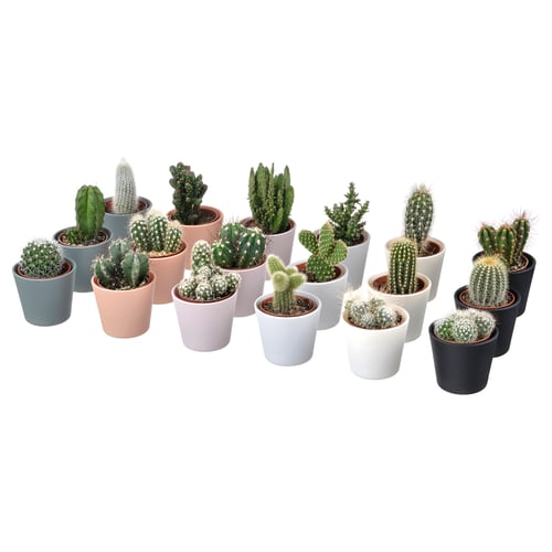Assorted cacti in various colourful pots, each uniquely shaped and spined, arranged together on a glass base.