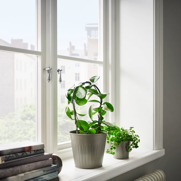 Two potted plants on windowsill; one with vine, one bushy. Books below, bright light.