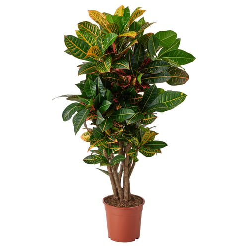 CODIAEUM Potted plant, Croton, 24 cm