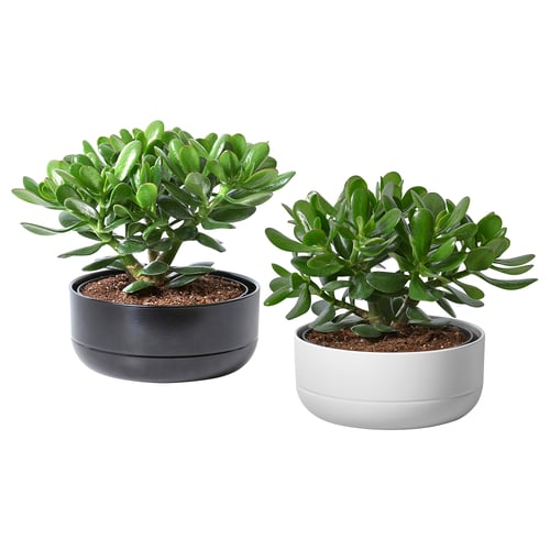 CRASSULA OVATA in black and white pots.