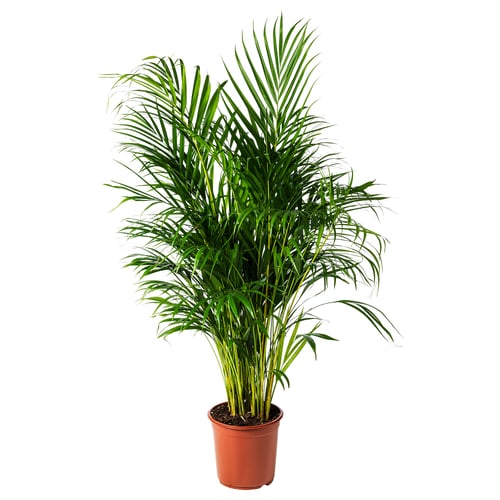 A potted DYPSIS LUTESCENS with green fronds; potterys orange, ceramic.