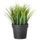 Black potted plant