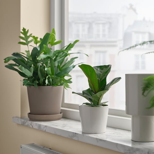 Potted plants: ficus lyrata in white, larger plant in beige on sunny windowsill.