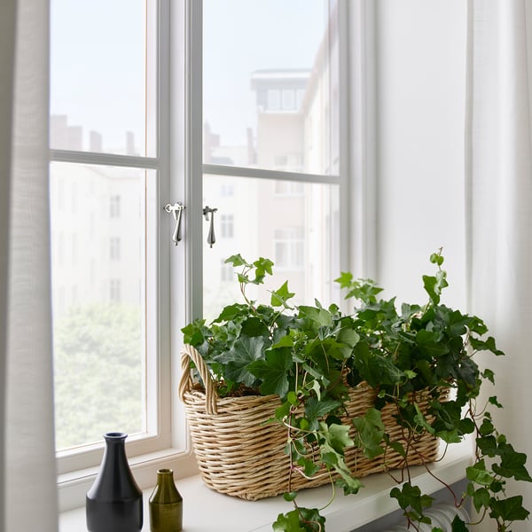 Green plants in baskets & vases on windowsill, city view.