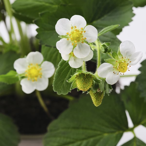 Three white strawberry flowers with yellow centres bloom amidst lush green leaves.