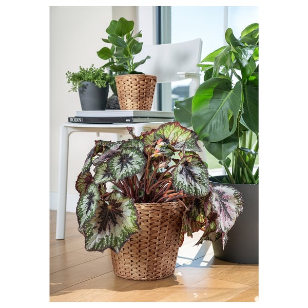 Brown woven basket with green plants on white table by window.