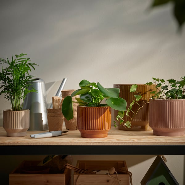 Three earthy HONUNGSPALM pots on shelf with plants and watering can.