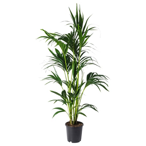 A vibrant green HOWEA FORSTERIANA plant potted in a black plastic container. The plant long, slender leaves growing upward.