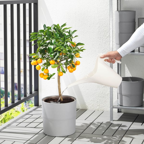 Person waters potted citrus tree on balcony using white ikea watering can. Tree has fruit, pots are modern grey.