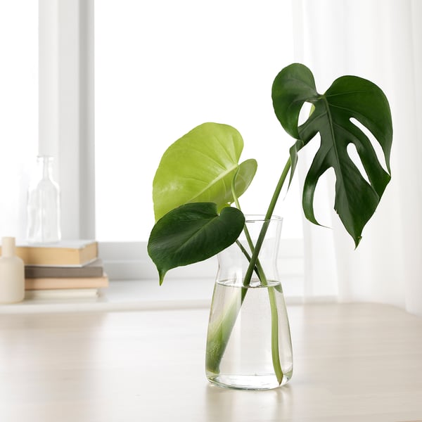 Vase holding green leaves, placed on table near books and window.
