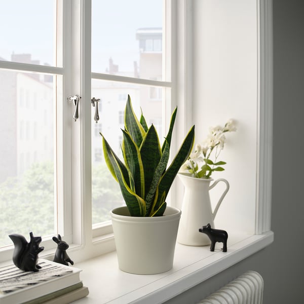 Windowsill with plant, flowers, and miniatures in white pots.