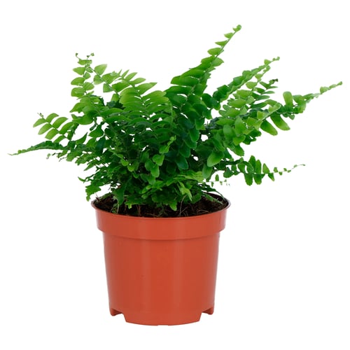A vibrant green potted plant, shaped with fiddle-leaf ferns, housed in a terracotta-colored plastic pot.