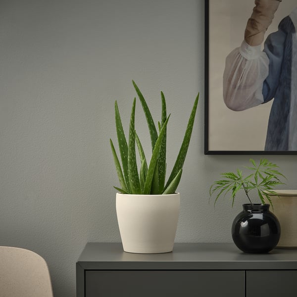 Potted aloe plant PERSILLADE on table, art print above.
