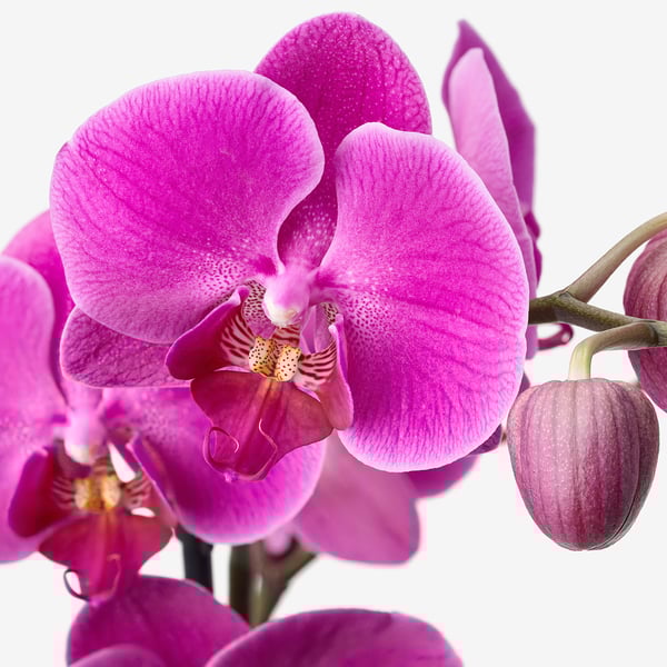 Vibrant pink orchid blooms, lush green leaves; healthy plant.
