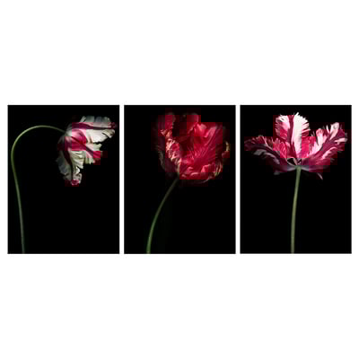 Three vibrant pink and red flowers on black, detailed and spaced.
