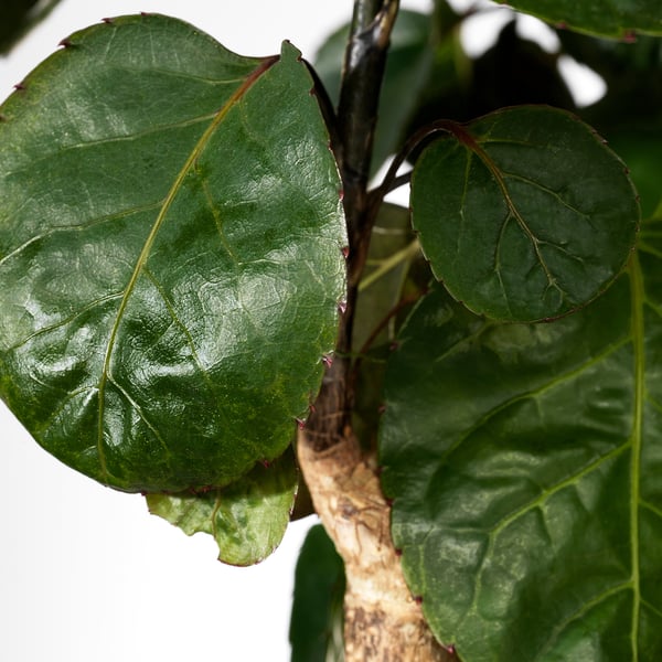 Close-up of healthy plant leaves on a twisted stem, showing deep green, glossy surfaces with visible veins.