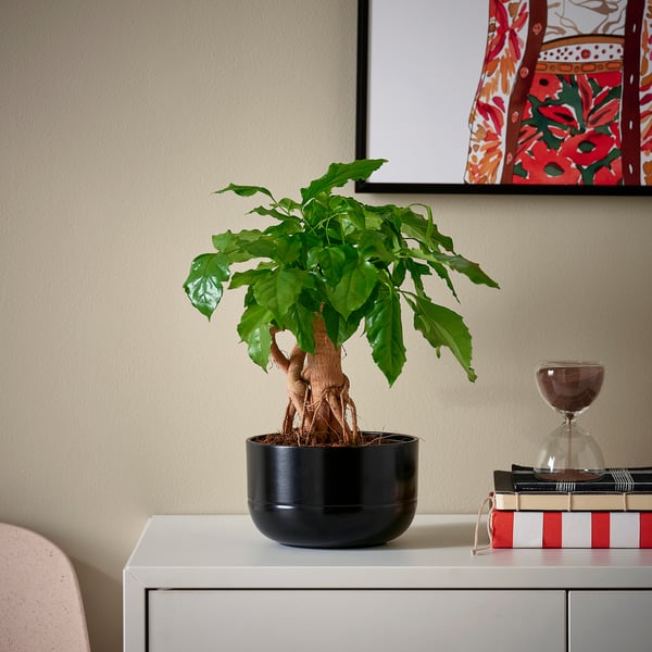 RADERMACHERA plant, bookshelf, hourglass.