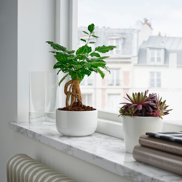 Potted plant by window with vase and books on marble shelf.