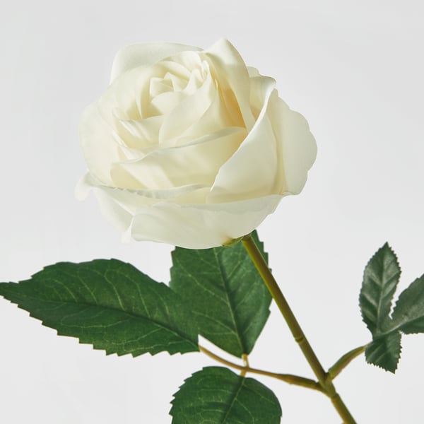 Beautiful white rose flower with green leaves, detailed and lifelike.