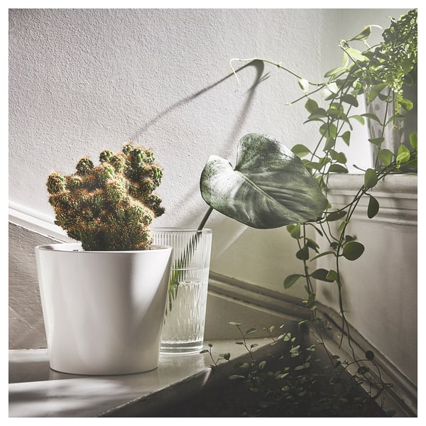 Windowsill cactus and glass