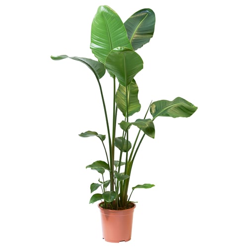 Brown-potted STRELITZIA, tall green leaves.