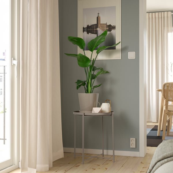 Small potted green STRELITZIA plant on metal stand beneath framed photo. Bright, light-filled room.