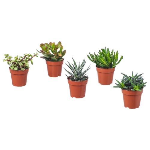 Five colourful SUCCULENTs in small orange pots, each varying in shape and type, arranged neatly in a row.