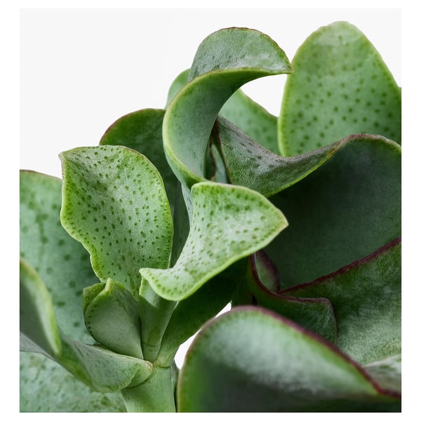 Close-up of vibrant, healthy SUCCULENT leaves with detailed texture, showcasing rich green hues and slight variations in colour.