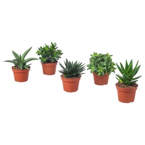 Five potted SUCCULENTs, various green leaves, terra-cotta pots, arranged in a row.