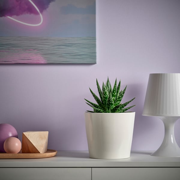 Small potted SUCCULENT in white ceramic fits perfectly on shelf with lamp.