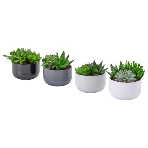 Four SUCCULENTs in modern, cylindrical pots; black, grey, white, pastel colours; minimalist design.