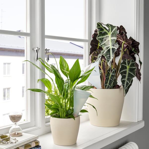 Two potted plants on a windowsill with SVÄMSKOG inserts; one green, one dark green with white veins, by a small hourglass and books.