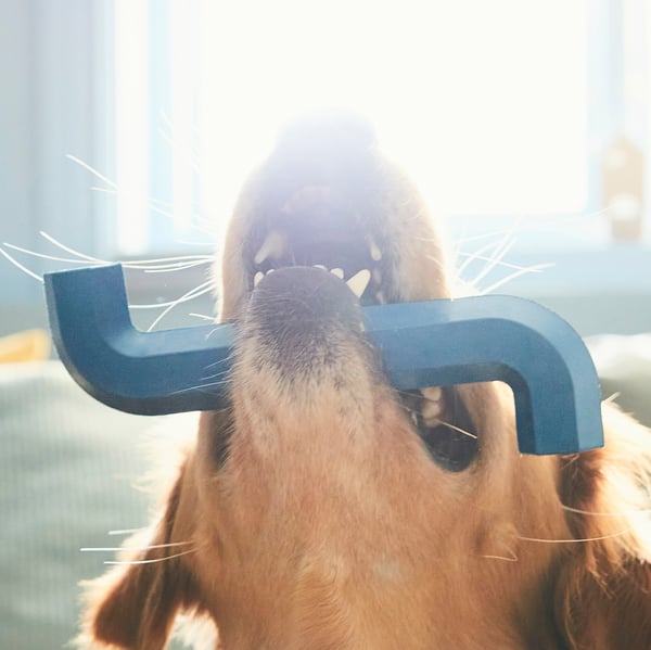 A dog chews on a blue, allen key-shaped rubber toy, designed for play and dental health.