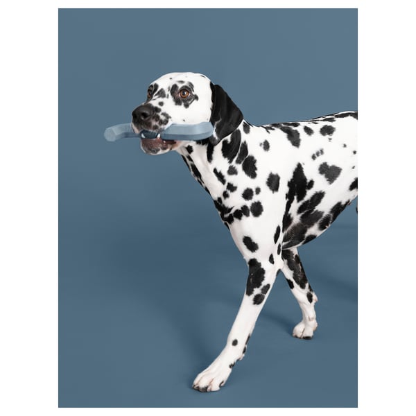 Dalmatian dog holding blue UTSÅDD rubber toy, spotty coat, playful stance.